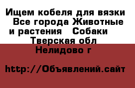 Ищем кобеля для вязки - Все города Животные и растения » Собаки   . Тверская обл.,Нелидово г.
